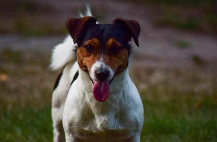 Jack russell russel ervaren dekreu, Dieren en Toebehoren, Honden | Dekreuen, Reu, Particulier, Eén hond, Nederland, 6 jaar of ouder