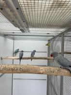kweekvogel halsbandparkiet opaline bont, Meerdere dieren, Parkiet