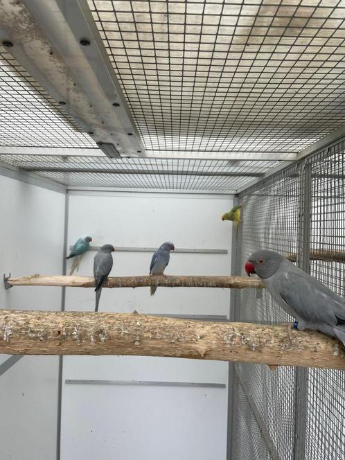 kweekvogel halsbandparkiet opaline bont, Dieren en Toebehoren, Vogels | Parkieten en Papegaaien, Parkiet, Meerdere dieren