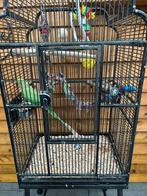 Halsbandparkiet met kooi, Ophalen of Verzenden, Zo goed als nieuw, Metaal, Vogelkooi