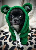 Pomchi pup teefje chihuahua x pomeriaan puppy 💕🐶🐾, Dieren en Toebehoren, Honden | Chihuahua's en Gezelschapshonden, Rabiës (hondsdolheid)