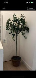 Flamant, zijden kunstboom, camelia, Huis en Inrichting, Ophalen of Verzenden, Zo goed als nieuw, Binnen