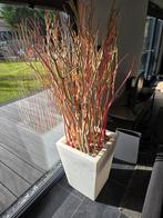 Decoratieve nepplant met licht in witte bak, Ophalen, Zo goed als nieuw, Binnen