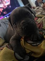 Prachtige cane corso pups, Dieren en Toebehoren, Parvo, België, Particulier, Overige rassen