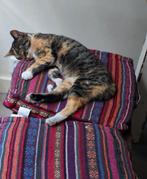 Huis, tuin, keuken poes, Dieren en Toebehoren, Katten en Kittens | Overige Katten, Poes, Kortharig, 0 tot 2 jaar