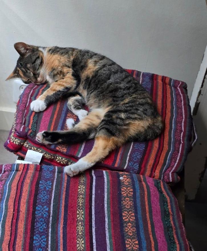 Huis, tuin, keuken poes, Dieren en Toebehoren, Katten en Kittens | Overige Katten, Kortharig, Poes, 0 tot 2 jaar