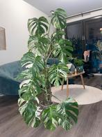 XXL Monstera Albo Variegata (80% mint) 125cm, Huis en Inrichting, Kamerplanten, Ophalen, Halfschaduw, 100 tot 150 cm