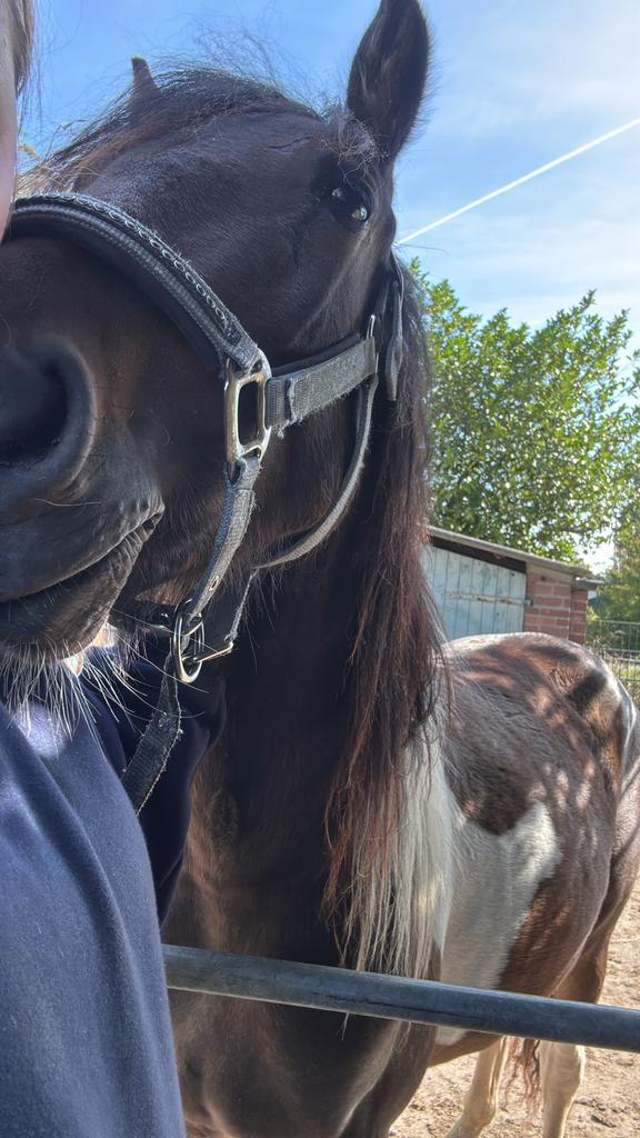 Stalling gezocht, Dieren en Toebehoren, Stalling en Weidegang