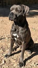 Topcombinatie Cane Corso pups puppy puppies verwacht, Dieren en Toebehoren, Honden | Bulldogs, Pinschers en Molossers, Fokker | Hobbymatig