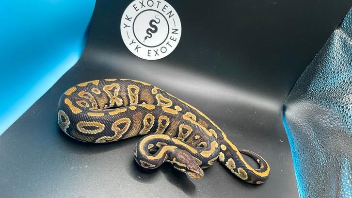 Phantom 100% DH Ultramel Piebald man