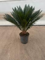 Cycas revoluta p 24 cm h 80 cm, Ophalen of Verzenden, Zo goed als nieuw