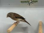 Bastaard alario x kanarie, Dieren en Toebehoren, Vogels | Overige Vogels, Mannelijk, Geringd