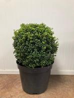 Ilex bol 35cm AANBIEDING!!, Tuin en Terras, Planten | Struiken en Hagen, Ophalen, Hulst, Struik, Minder dan 100 cm