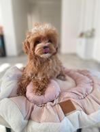 Exclusieve Maltipoo F1 Micro pup (Maltezer/Toy Poedel), Dieren en Toebehoren, Honden | Chihuahua's en Gezelschapshonden, Particulier