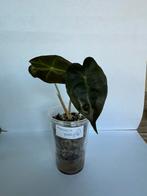 Alocasia Polly (6), Ophalen of Verzenden, Overige soorten, Minder dan 100 cm