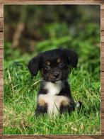 Schattige kruising friese stabij pups mogen verhuizen, Overige rassen, 8 tot 15 weken, CDV (hondenziekte), Meerdere