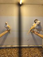 Vele vogels, Dieren en Toebehoren, Vogels | Kanaries, Meerdere dieren, Kleurkanarie