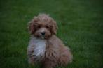 Maltipoo pups 🌸🐾, Dieren en Toebehoren, Rabiës (hondsdolheid), Meerdere, 8 tot 15 weken, Meerdere dieren