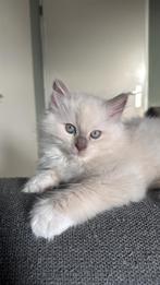 4 prachtige Ragdoll kittens (mink), Dieren en Toebehoren, Katten en Kittens | Raskatten | Langhaar, Meerdere dieren, Gechipt, 0 tot 2 jaar