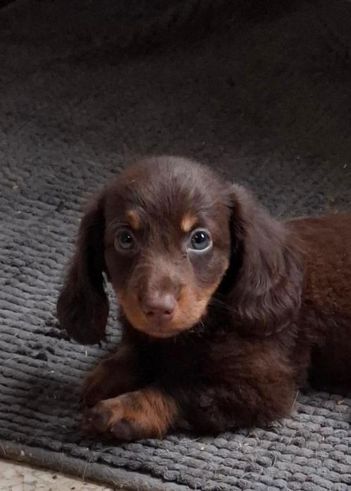 Te koop super knappe langharige dwergteckel puppy, Dieren en Toebehoren, Honden | Teckels en Dashonden, Reu, Langhaar, Dwerg, Particulier