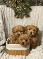 Maltipoo puppys zoeken goude nestje, Rabiës (hondsdolheid), 8 tot 15 weken, Meerdere, Meerdere dieren