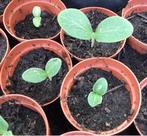 Flessen pompoen plantjes, Tuin en Terras, Ophalen, Volle zon, Groenteplanten, Eenjarig