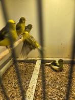 Five fancy, Dieren en Toebehoren, Vogels | Overige Vogels, Meerdere dieren