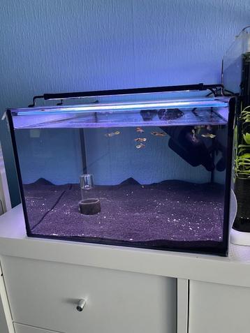 Kallaxkast aquarium  beschikbaar voor biedingen