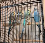 2 koppels grasparkieten met kooi, Dieren en Toebehoren, Meerdere dieren, Parkiet, Tam