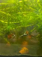 Guppies, Vis