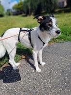 GARRY 14 mnd. Clown/grappig/speels/nieuwsgierig/dogs/cats, Dieren en Toebehoren, Honden | Niet-rashonden, Rabiës (hondsdolheid)