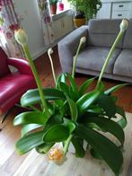 Haemanthus albiflos; poederkwast, Huis en Inrichting, Kamerplanten, Bloeiende kamerplant, Ophalen of Verzenden, Overige soorten