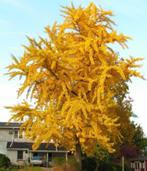 Ginkgo biloba (Japanse notenboom), Tuin en Terras, Planten | Bomen, Overige soorten, Volle zon, Ophalen of Verzenden