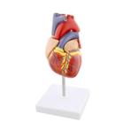 anatomie model hart - medical model, Nieuw, Ophalen of Verzenden