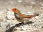 Te Koop Diverse Tropen, Dieren en Toebehoren, Vogels | Overige Vogels, Meerdere dieren, Tropenvogel