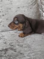 Kaninchen kortharige teckel pups, Dieren en Toebehoren, Honden | Teckels en Dashonden, Kaninchen, CDV (hondenziekte), 8 tot 15 weken