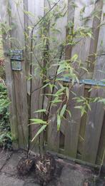 Zwarte bamboe, Ophalen, Minder dan 100 cm, Lente