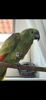 Amazonepapegaai, Geslacht onbekend, Papegaai, Pratend