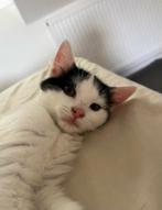 Kitten Europees Korthaar/Ragdoll, Dieren en Toebehoren, Katten en Kittens | Raskatten | Korthaar, Poes, Ontwormd