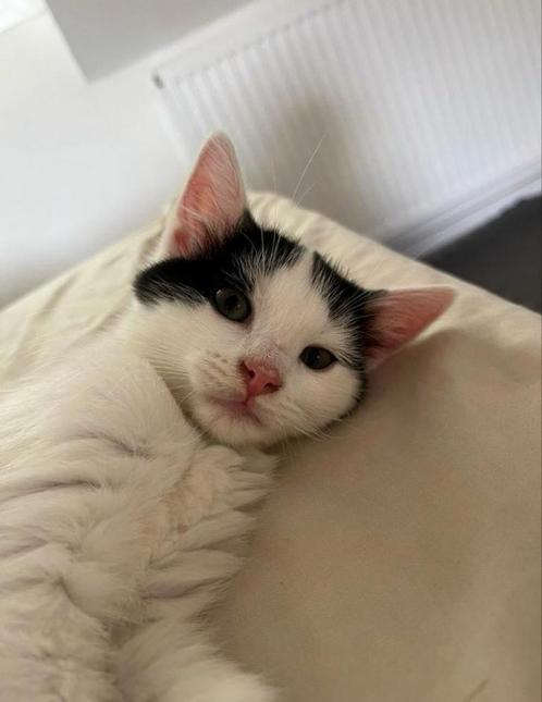Kitten Europees Korthaar/Ragdoll, Dieren en Toebehoren, Katten en Kittens | Raskatten | Korthaar, Poes, Ontwormd