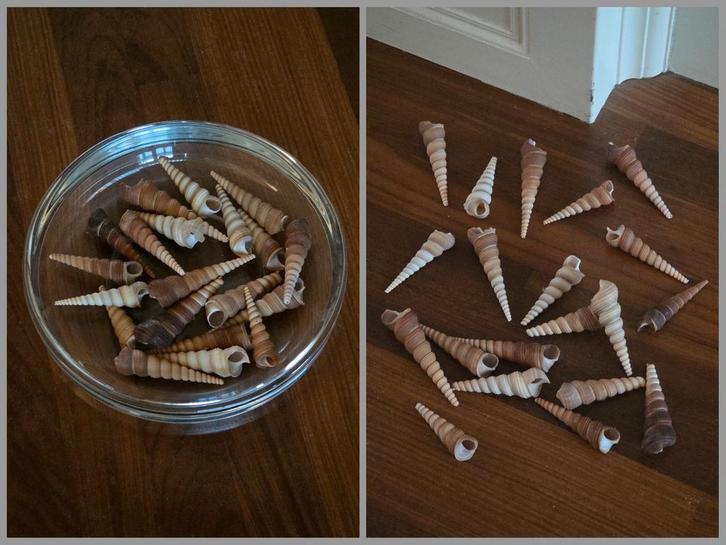 set gedraaide puntschelpen, Huis en Inrichting, Woonaccessoires | Overige, Nieuw, Ophalen of Verzenden