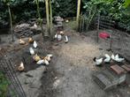 Chabo kippen en hanen in 3 kleuren, Dieren en Toebehoren, Pluimvee, Meerdere dieren, Kip