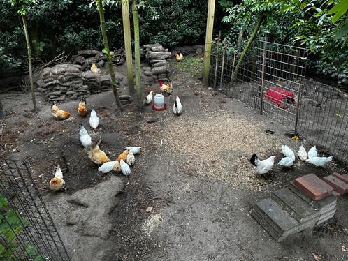 Chabo kippen en hanen in 3 kleuren, Dieren en Toebehoren, Pluimvee, Kip, Meerdere dieren