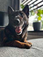 Mechelse herder, Dieren en Toebehoren, Honden | Herdershonden en Veedrijvers, 6 jaar of ouder, Reu, Eén hond, Herder