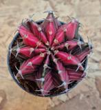 Cactus Gymnocalycium Mihanovichii p7 (R), Huis en Inrichting, Kamerplanten, Ophalen of Verzenden, Cactus, Volle zon, Minder dan 100 cm