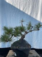 Pinus Mugo Pre-Bonsai – Voorgevormd voor Semi-Cascade, Ophalen, Overige soorten, Minder dan 100 cm