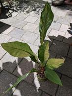 anthurium (?) variegata, Ophalen of Verzenden, Overige soorten, Minder dan 100 cm