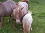 Twee mooie spannen, Dieren en Toebehoren, Pony's, Merrie, A pony (tot 1.17m), 0 tot 2 jaar