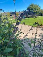 Salvia Phyllis Fancy, Overige soorten, 100 tot 250 cm, Zomer, Ophalen