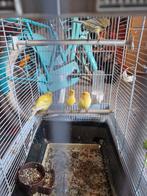 Vogels kanarie, Dieren en Toebehoren, Ophalen of Verzenden